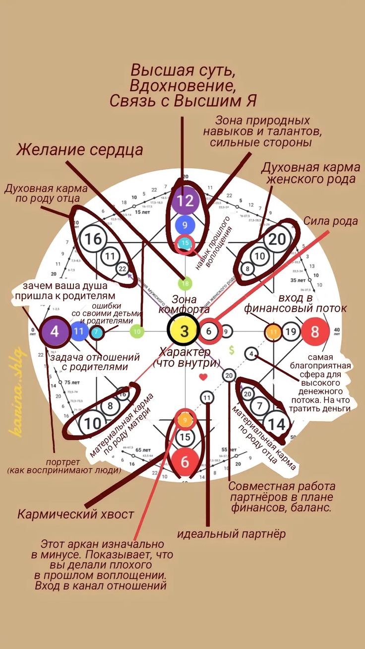 a diagram showing the different parts of an animal's body, including numbers and colors