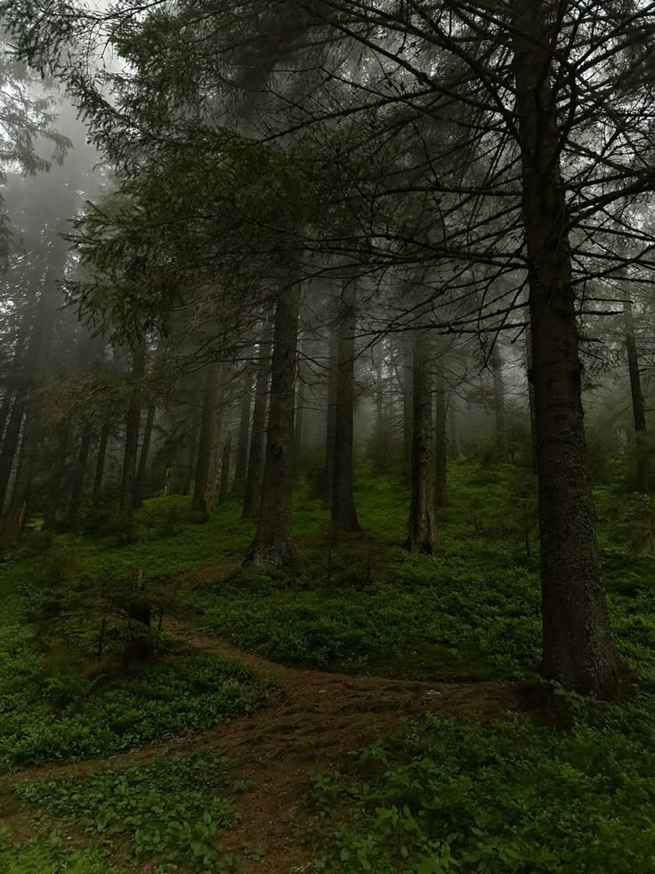 a path in the middle of a forest on a foggy day