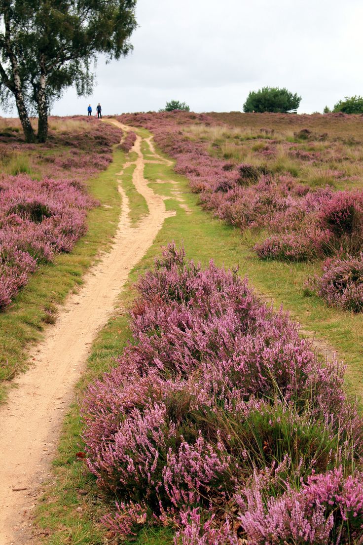 two people walking down a dirt path in the middle of purple flowers on a cloudy day