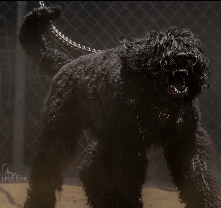 a black dog is standing in front of a chain link fence with its mouth open