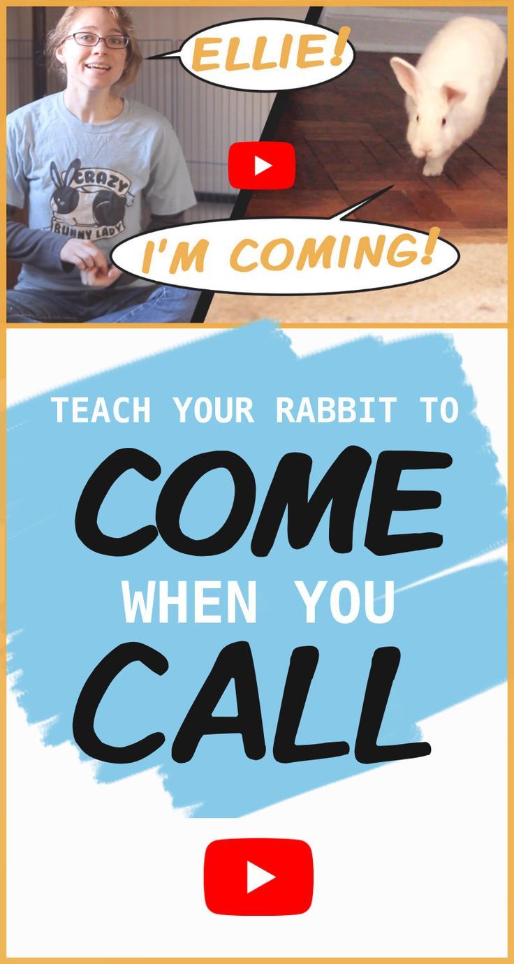 two pictures with words that say, teach your rabbit to come when you call