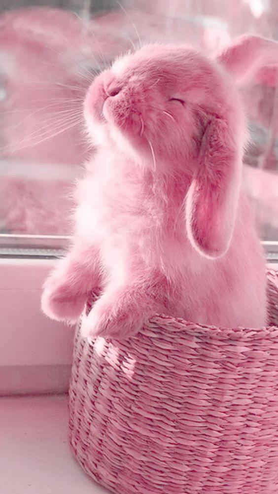 a pink bunny sitting in a basket on a window sill with its eyes closed