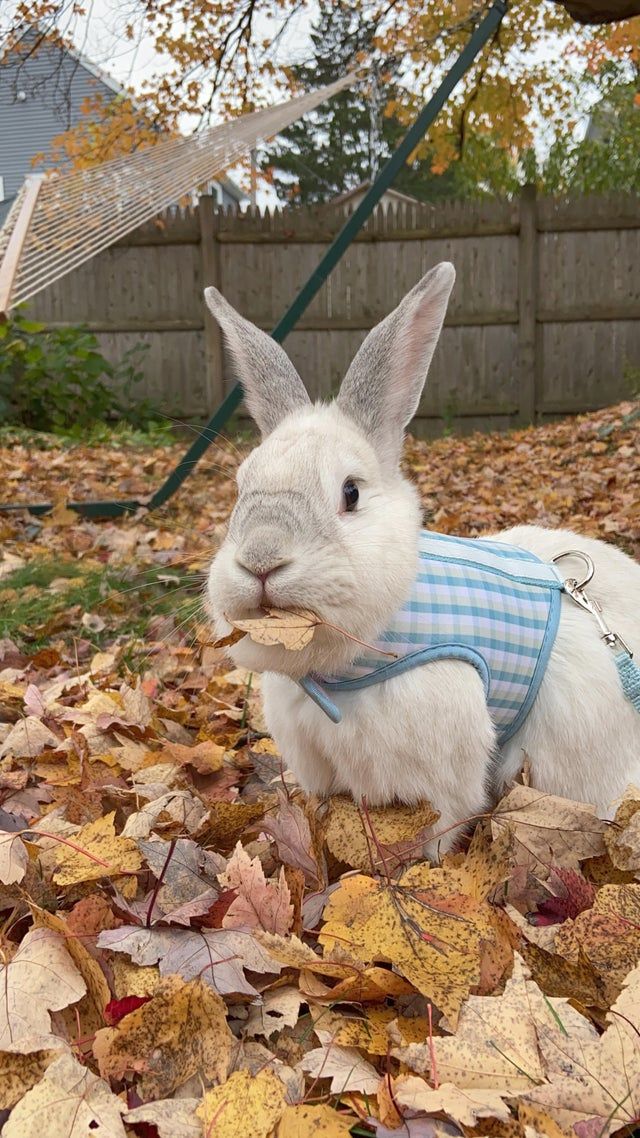 a white rabbit wearing a blue vest in leaves