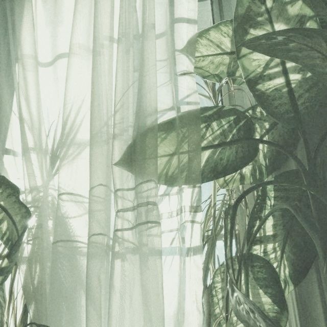 the sun shines through the sheered curtains in this room with large green plants