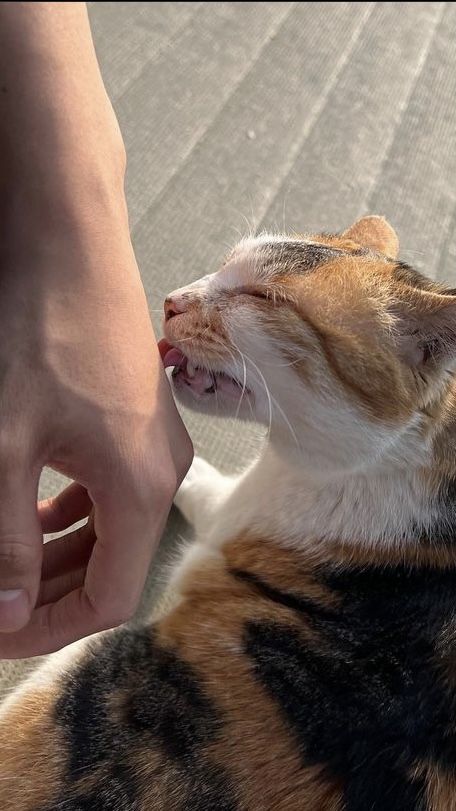 a person petting a cat on the nose