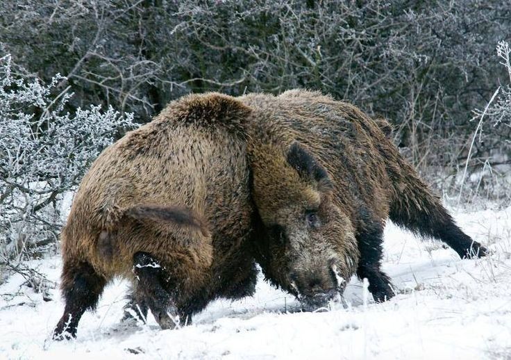 two large brown bears walking through the snow covered ground in front of trees and bushes