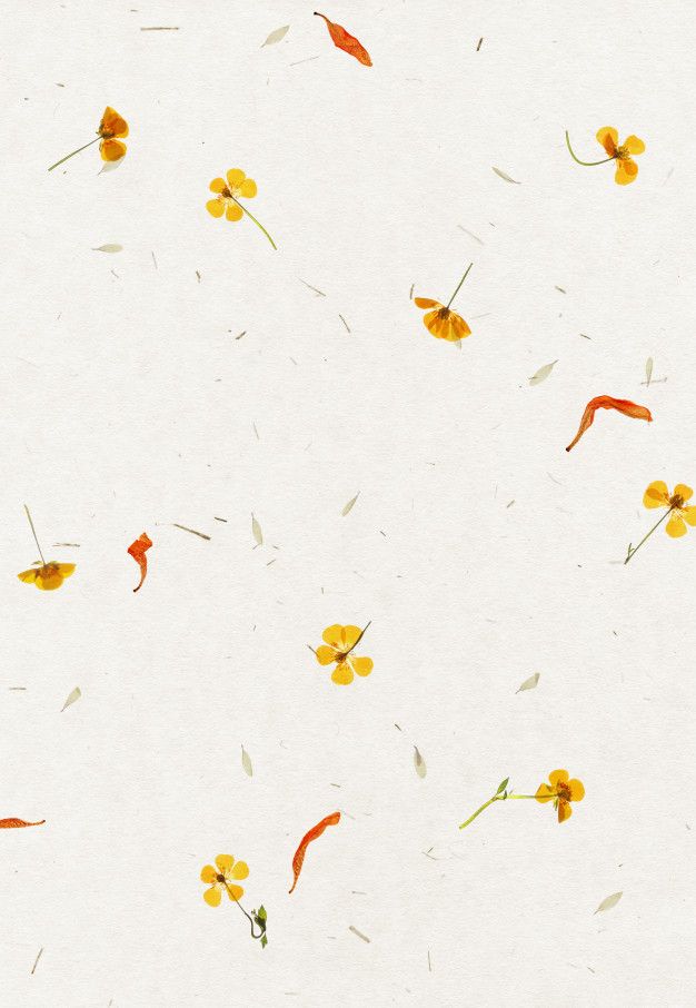 yellow flowers and leaves on a white background stock photo