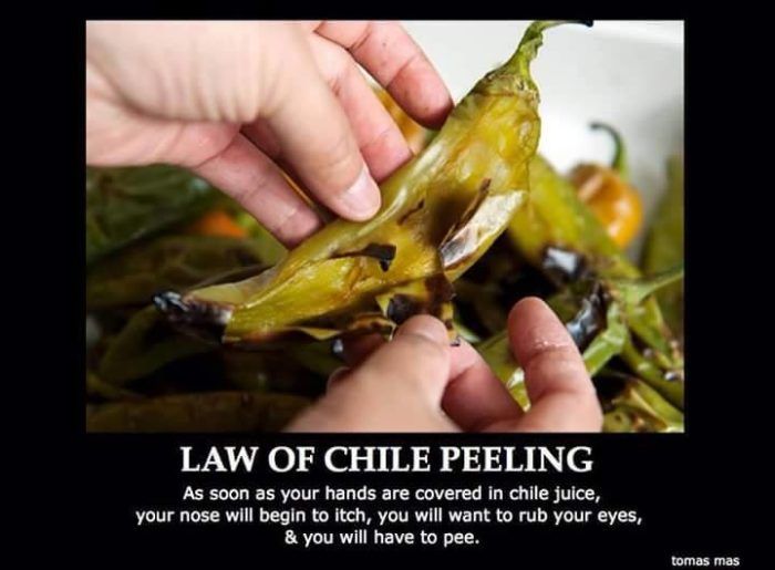 a person holding a green pepper in their hand with the caption law of chile peeling as soon as your hands are covered in chile juices, your nose will begin to touch