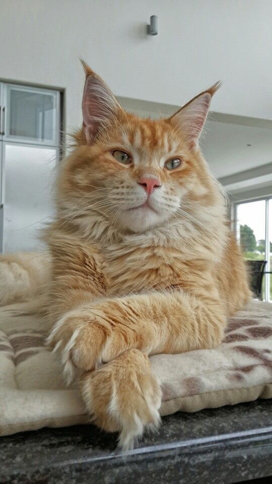 an orange cat laying on top of a bed in a living room next to a window