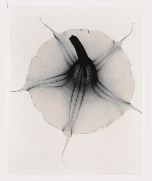 a black and white photo of a flower in the shape of a leaf on a white background