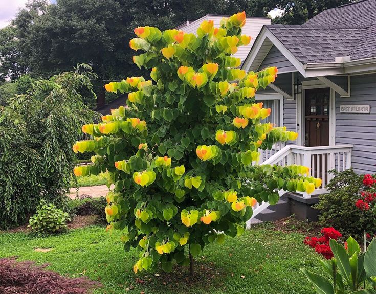 a yellow flowered tree in front of a house