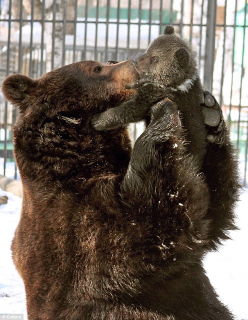 a large brown bear standing on its hind legs in front of a caged area