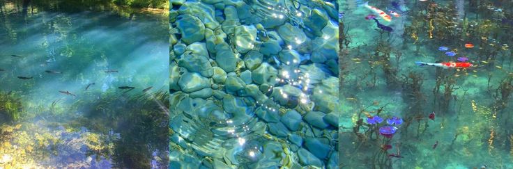 three different images of water and plants in the same image, one is blue and green