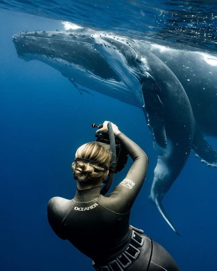 a woman in a wet suit is swimming with a whale