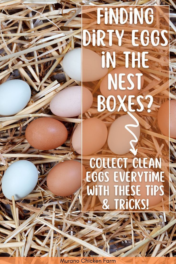 dirty eggs from the nest boxes Chicken Feed Diy, Nesting Boxes Diy, Selling Eggs, Chicken Feeder Diy, Chicken Boxes, Raising Quail, Chicken Coop Garden, Nest Boxes, Raising Chicks