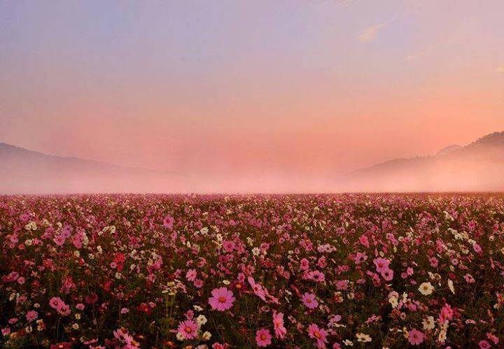 a field full of pink and white flowers