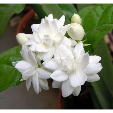 white flowers are blooming on the green leaves