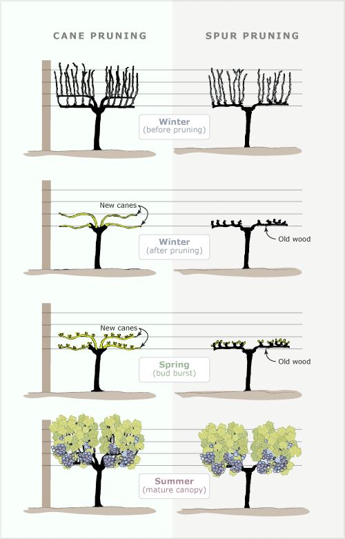 the different types of trees that can be seen in this graphic diagram, which shows how they