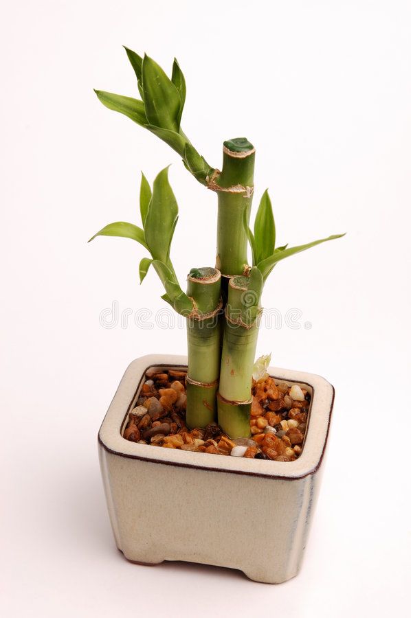 a small potted plant with green leaves and rocks in it on a white background