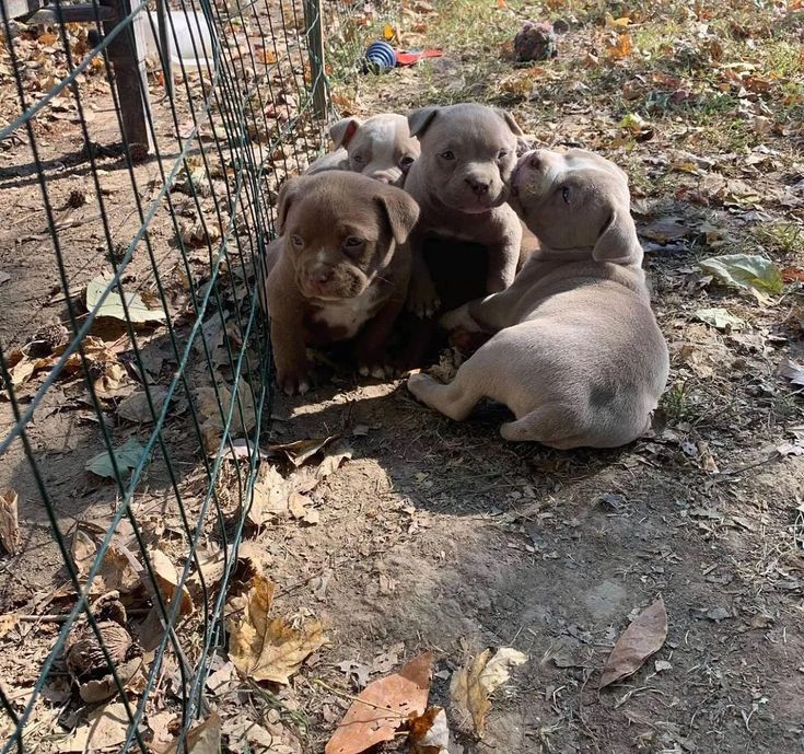 four puppies are huddled together in a fenced off area with leaves on the ground