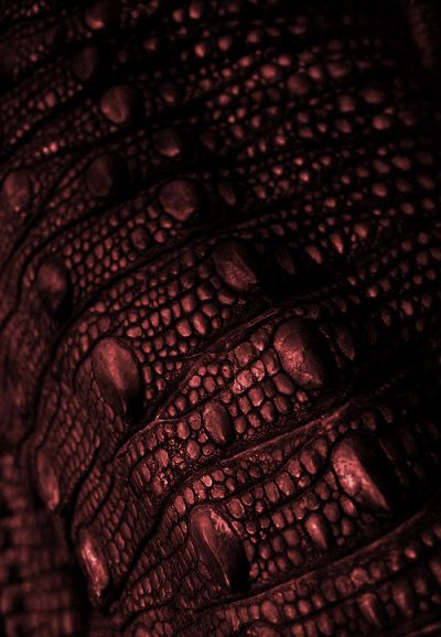 an alligator's skin with drops of water on the surface, in red and black