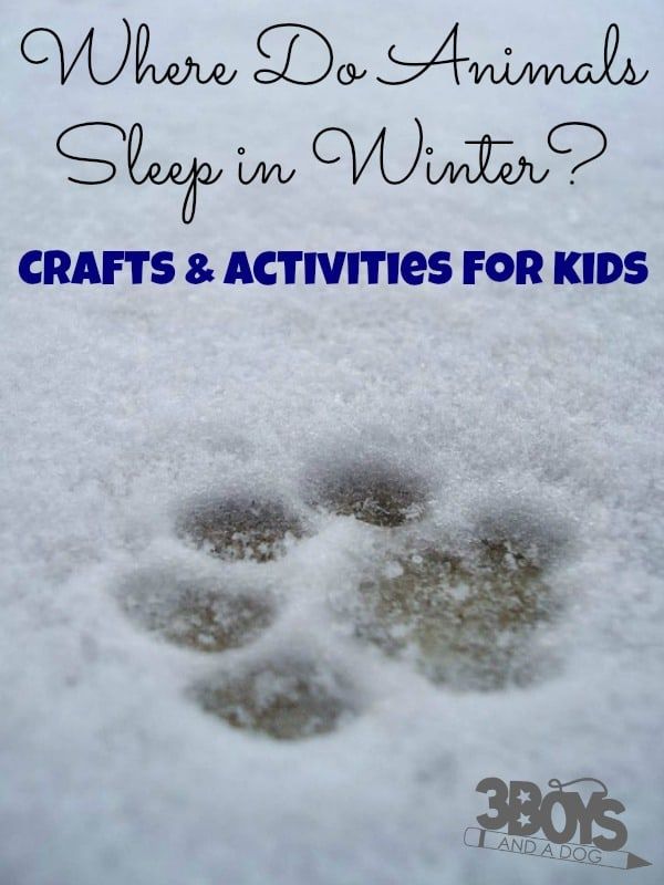 an animal's paw in the snow with text that reads, where do animals sleep in winter? crafts and activities for kids