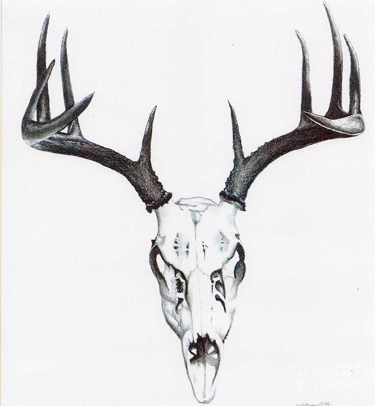 a drawing of a deer skull with antlers on it's head and eyes