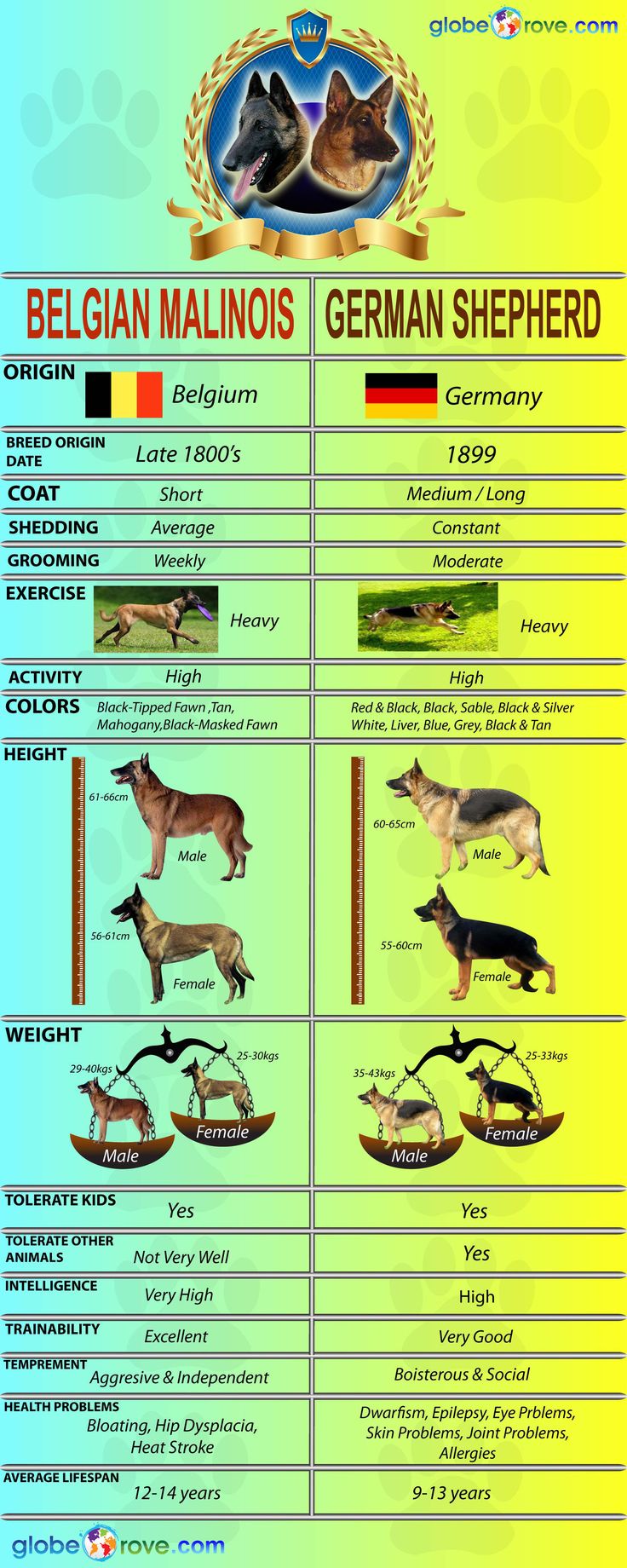 the german shepherd dog breed chart