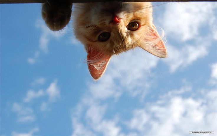 a cat sticking its head out from behind a fence with it's tongue hanging down