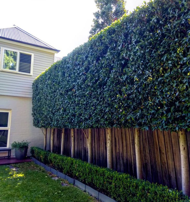 a house that is next to a tall hedge