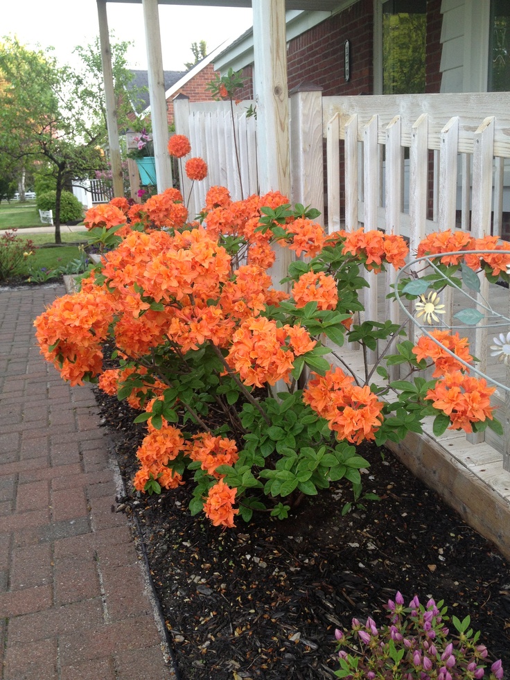 some orange flowers are growing in a flower bed