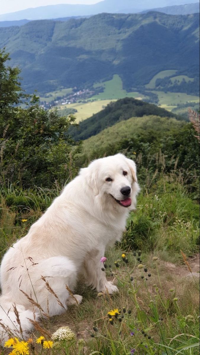 a large white dog sitting on top of a lush green hillside