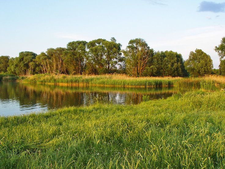 there is a small lake in the middle of the grass and trees on the other side