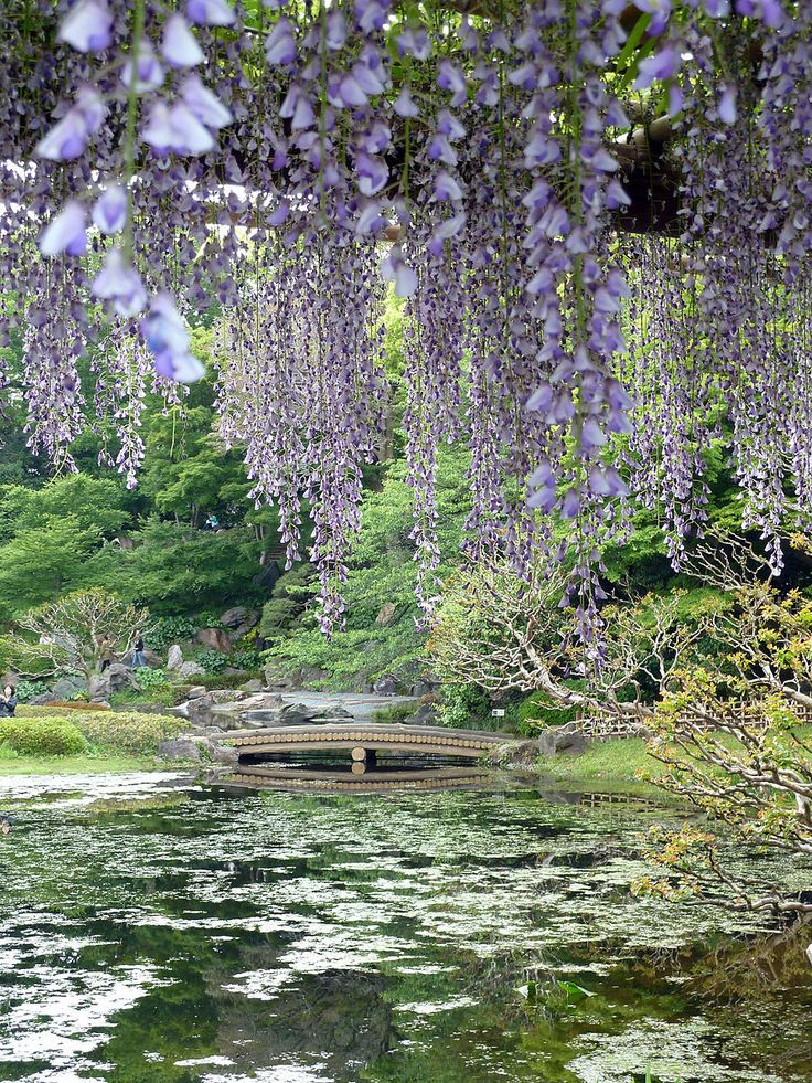 purple wisters hang from the trees over a pond with lily pads on it