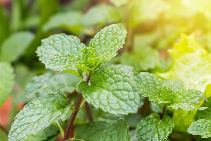 fresh mint leaves are growing in the garden