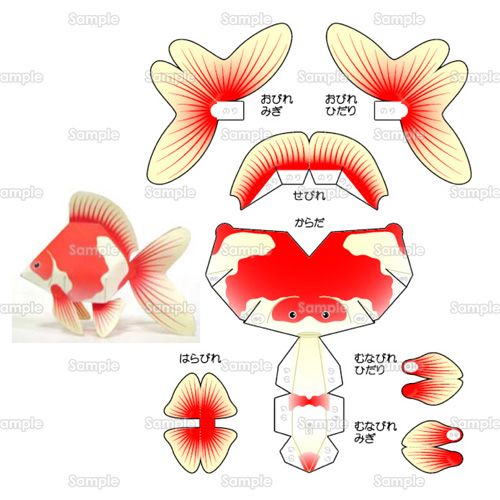 the different parts of a fish's body are shown in red and yellow colors