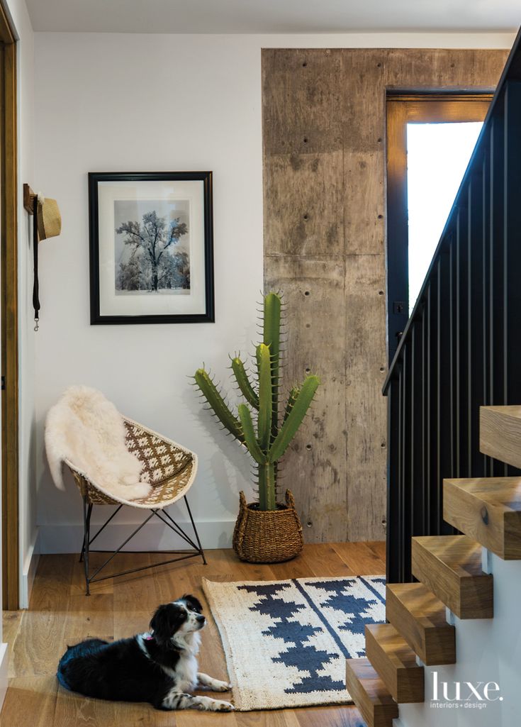 a black and white dog laying on top of a rug next to a wooden staircase