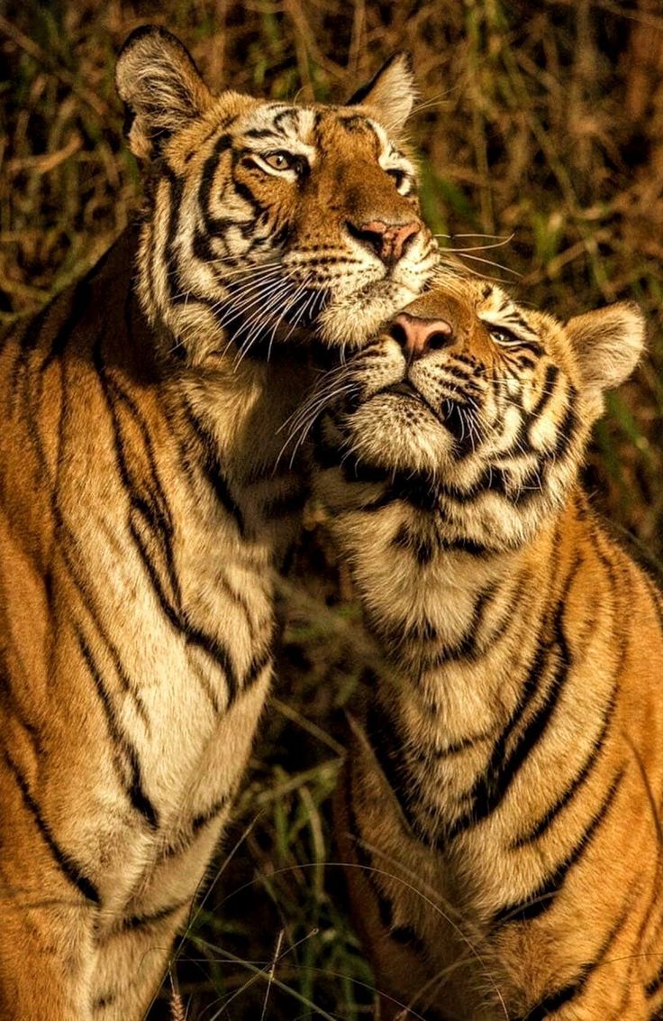 two tigers standing next to each other in the grass