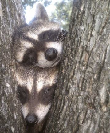 two baby raccoons are peeking out from behind a tree