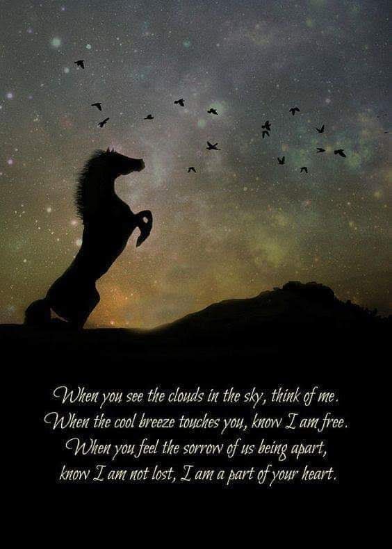 a horse standing on its hind legs in front of a night sky with birds flying overhead