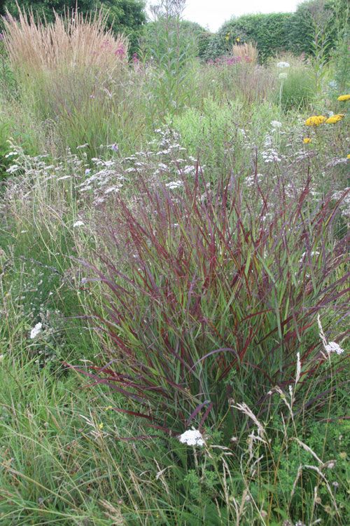 some very pretty plants in the middle of a big field with wildflowers and other flowers