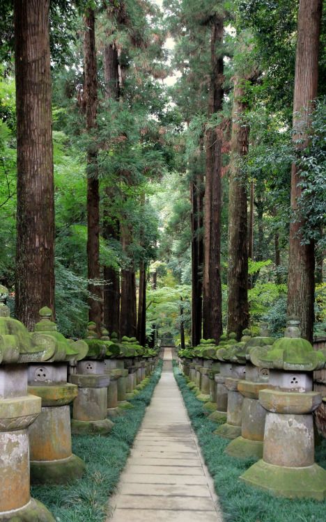 a path in the middle of a forest with moss growing on it's sides