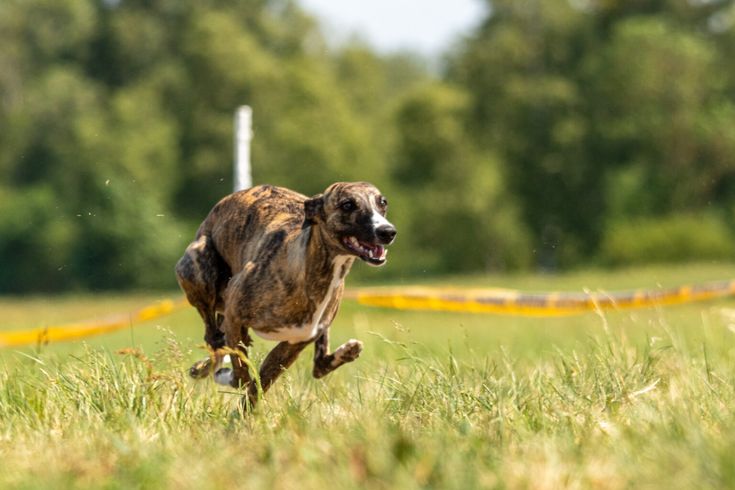 a dog running in the grass with its mouth open