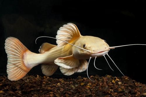 a fish that is sitting on top of some dirt in an aquarium with it's mouth open