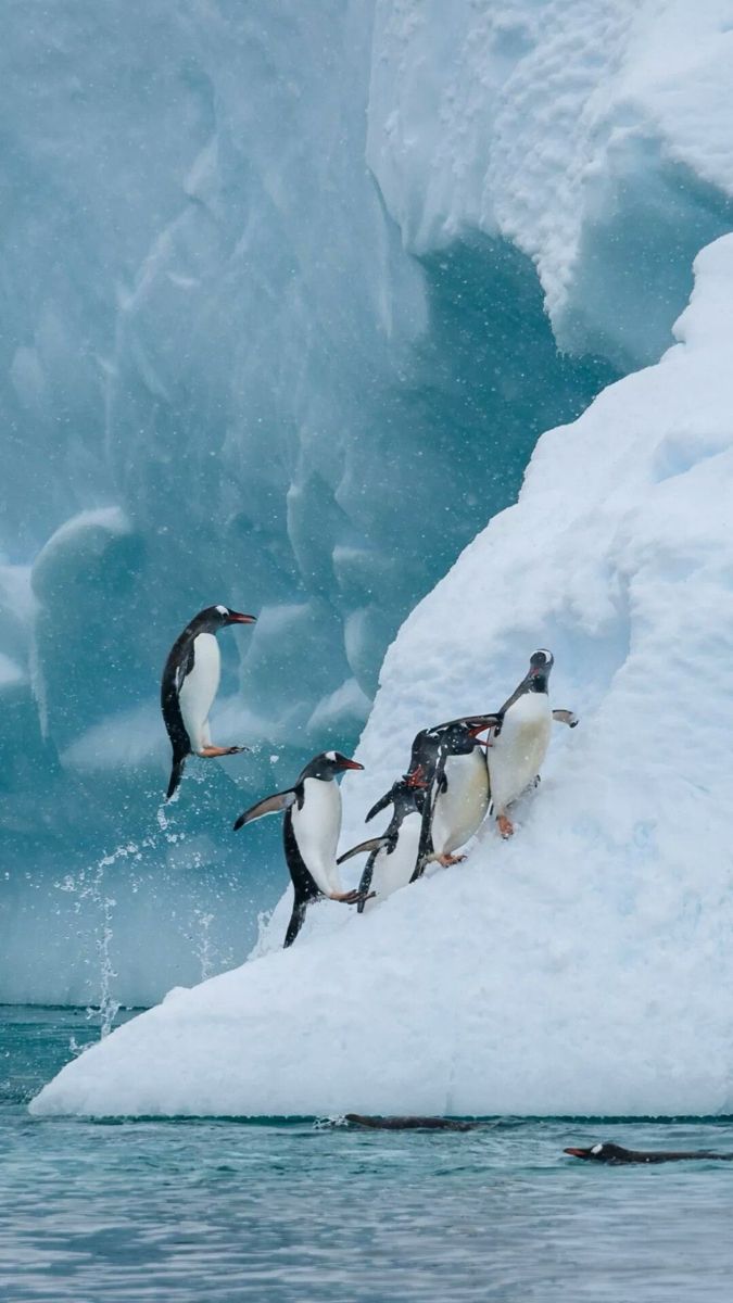 three penguins are climbing up an iceberg in the water and one penguin is swimming