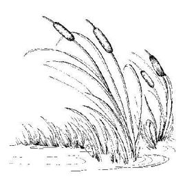 an ink drawing of reeds in the water with grass growing out of it's bottom