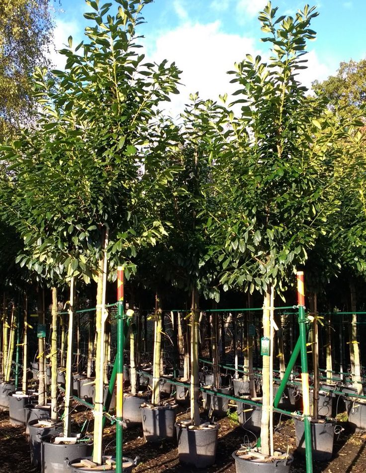 several rows of trees with green leaves and plastic pots in the foreground, against a blue sky