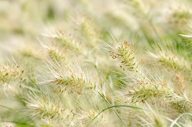 the grass is blowing in the wind