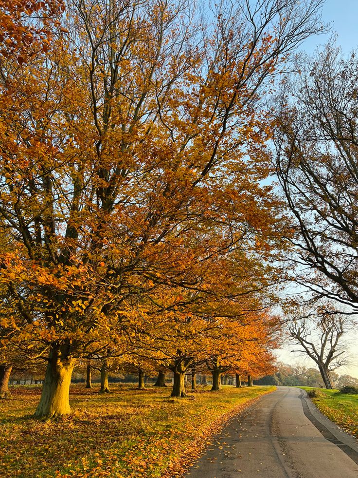 an empty road surrounded by trees in the fall