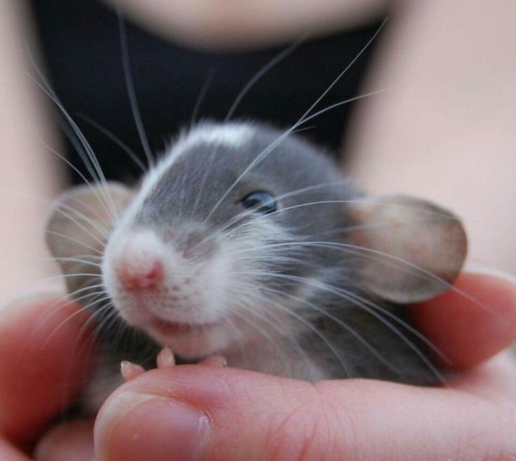 a person holding a small gray and white mouse in their hand with the other hand